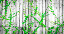 Green Ivy Climbing On Wood Fence. Creeper Plant On Gray And White Wooden Wall Of House. Ivy Vine Growing On Wood Panel. Vintage Background. Outdoor Garden. Natural Green Leaves Covered On Wood Panel.