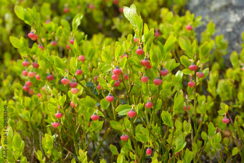 A lot of blueberry bushes with flowers close-up.Vaccinium myrtillus.