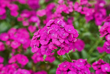 Cluster Of Pink Flowers Free Stock Photo - Public Domain Pictures