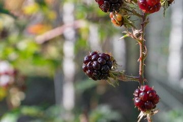 Wall Mural - ripe and unripe blackberries on a bush in the garden