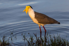 Vanellus Miles (Masked Lapwing Or Spurwing Plover)