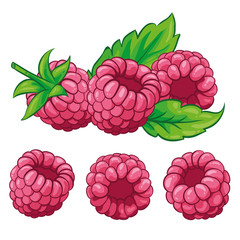 Raspberry with leaves isolated on white background. Berry branch raspberries. Hand drawn vector illustration.