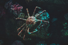 Giant Spider Crab In Their Natural Habitat In The Dark Stones