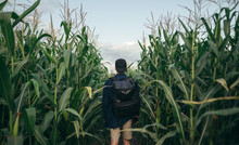 Back Of A Young Man Walks Across A Corn Field. Portrait From The Back In A Country House In The Garden With Corn.Stylish Photo Of A Guy In Corn From The Back.