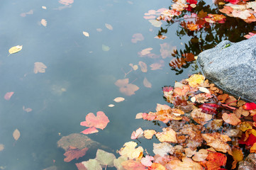 Wall Mural - color autumn leaves of in the water