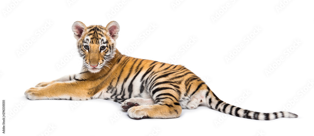 Two months old tiger cub lying against white background - obrazy, fototapety, plakaty 