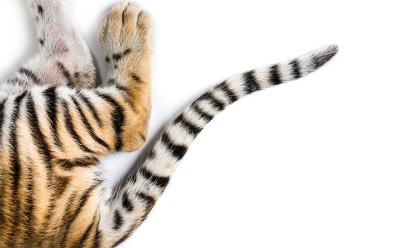 Close up of two months old tiger cubs tail in white studio