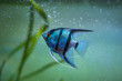Blue Zebra Angelfish in tank fish (Pterophyllum scalare)