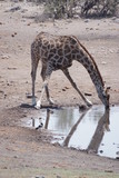 Fototapeta Sawanna - Trinkende Giraffe