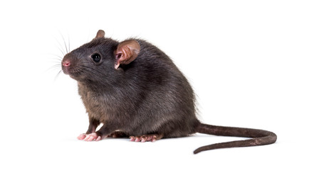 Black rat, Rattus rattus, in front of white background