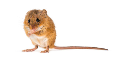 Sticker - Eurasian harvest mouse, Micromys minutus, grooming