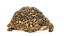 Leopard Tortoise, Stigmochelys Pardalis, Isolated On White