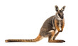 Yellow-footed rock-wallaby, Petrogale xanthopus, kangaroo