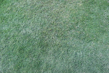 green grass texture