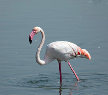 Pink Flamingo In Water