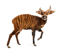 Bongo, Antelope, Tragelaphus Eurycerus Walking Against White