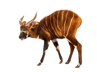 bongo, antelope, tragelaphus eurycerus walking against white