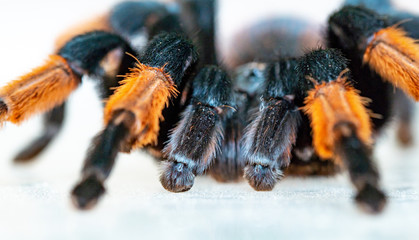 hairy tarantula spider on a light background