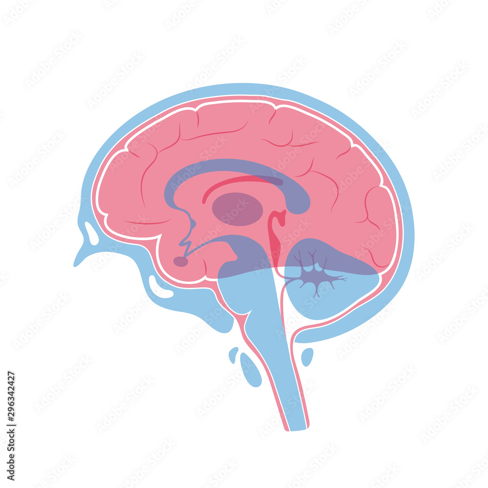 Vector illustration of human brain anatomy Stock Vector | Adobe Stock