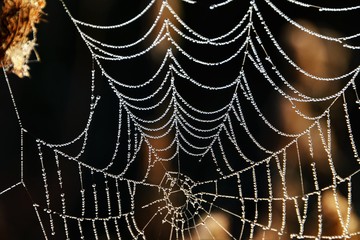 a spider web with dew drops