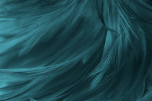 Beautiful Macro Close Up Dark Green Blue Azure Feather Pattern Texture Background