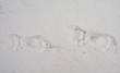 bear traces on snow