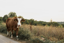 Brown Cow Going On The Country Road
