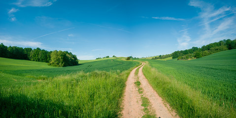 Wall Mural - dirty road in summer green field