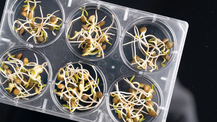 Poster - GMO plant sprouts science lab