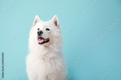 Obraz pies  slodki-pies-samojeda-na-kolorowym-tle