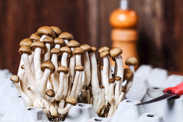 Wall Mural - Fresh brown shimeji mushroom or beech mushroom on egg box in wood background.