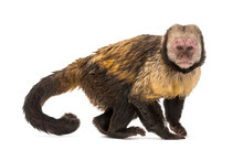 Golden-Bellied Capuchin, Sapajus Xanthosternos