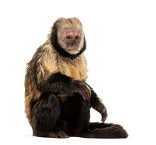 Golden-Bellied Capuchin, Sapajus Xanthosternos