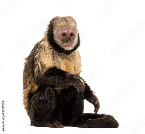 Fotomural Golden-Bellied Capuchin, Sapajus xanthosternos
