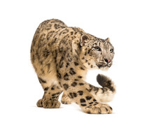 Snow Leopard, Panthera Uncia, Also Known As The Ounce