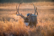 © Jen - Mule deer buck in rut in autumn
