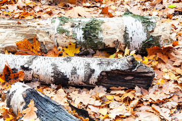 Wall Mural - tree trunks on meadow covered by fallen leaves