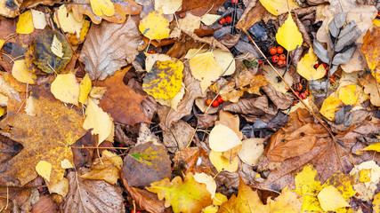 Wall Mural - view of wet fallen leaves on ground in late fall