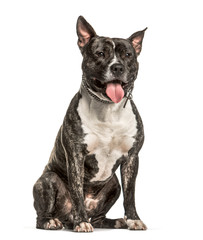 Wall Mural - American Staffordshire Terrier sitting against white background