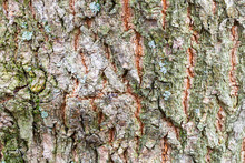 Uneven Bark On Old Trunk Of Ash Tree Close Up