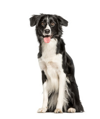 Wall Mural - Border Collie sitting against white background