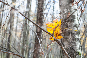 Wall Mural - fallen yellow leaf tangled in tree branches