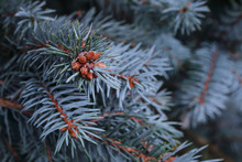Blue Spruce Branch. Branches Of Blue Spruce And Juniper Swaying Wind Slowly. Background Of Coniferous Plants Close Up