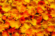 Calendula officinalis, the pot marigold, ruddles, common marigold or Scotch marigold. Many marigold flowers as an orange background.