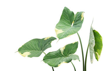 Variegated Leaves of Alocasia Elephant Ear Plant Isolated on White Background