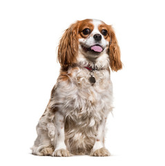 Wall Mural - Cavalier King Charles sitting against white background