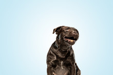 So Happy To See You. Smiling Chocolate Labrador Retriever Dog In The Studio. Indoor Shot Of Young Pet. Funny Puppy Over Blue Background.