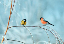 Two Bright Birds Tit And Bullfinch Sitting On A Birch Branch Covered With Snow In The Festive New Year Winter Park