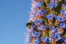 Bumblebee On Blue Flowers