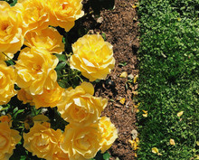 Close Up View Of Yellow Roses